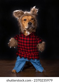cute dog wearing a werewolf costume on an isolated background