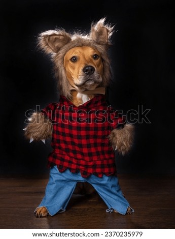 cute dog wearing a werewolf costume on an isolated background
