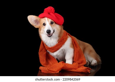 Cute Dog Welsh Corgi Pembroke In A Red Beret