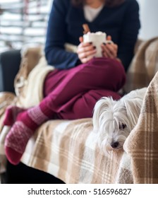 Cute Dog And Woman In Christmas Decorated Home. Winter Holiday Concept