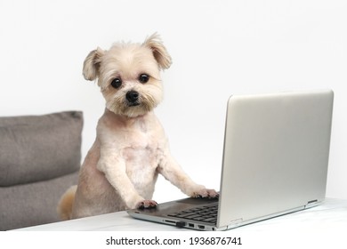 Cute dog working with laptop at home.                             