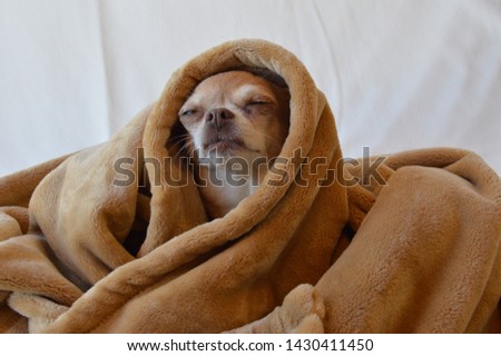Cute Dog wrapped in soft blanket