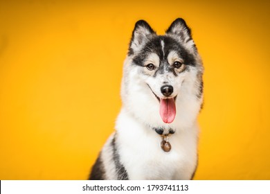 Cute Dog with yellow background - Shutterstock ID 1793741113