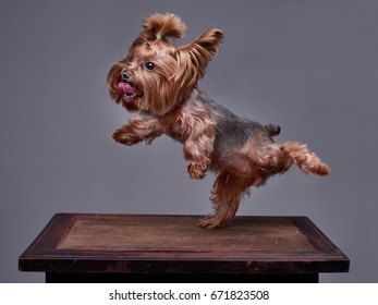 A Cute Dog Yorkie, Yorkshire Terrier, Dancing Standing on its Hind Legs And Sticking Its Tongue Out. Background - grey. 