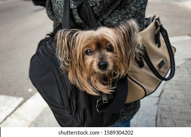 Cute Dog, Yorkshire Terrier, Inside A Travel Bag With Only The Head Visible