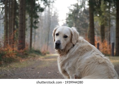 Cute Doggy Dog In The Forest Wood Winter And Fall Playing And 