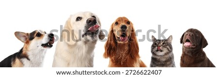 Cute dogs and cat looking in same direction on white background