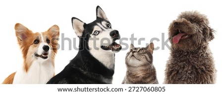 Cute dogs and cat looking in same direction on white background