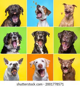 cute dogs catching treats in a studio shot collage on an isolated background