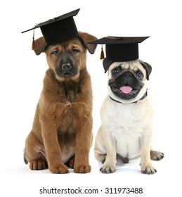 Cute dogs  with grad hats isolated on white - education concept