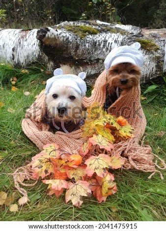 Cute dogs in hats and with scarf sitting in the grass. Funny dogs in clothes in park. Top view animals. Autumn background.