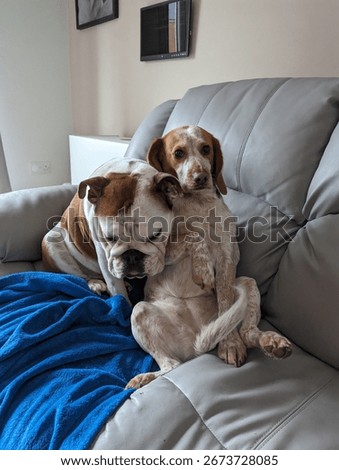 cute dogs having a cuddle 