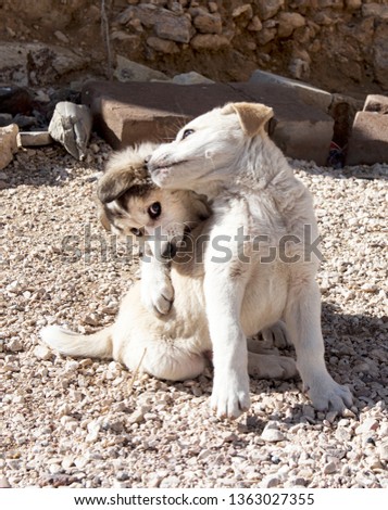 Similar – Image, Stock Photo True love Animal Soft