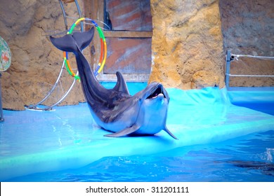 Cute Dolphin In The Dolphinarium