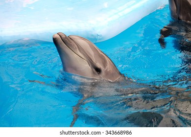 Cute Dolphin In The Dolphinarium