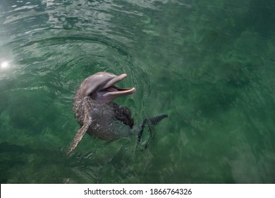 Cute Dolphin In Green Water. 