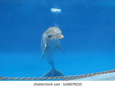 Cute Dolphin Make A Bubbl 