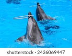 The cute dolphin swims in his pool at the dolphinarium and performs on the show. Two dolphins playing with rings in dolphinarium. Kharkiv Dolphinarium Nemo Ukraine 05-05-2023