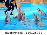 Cute dolphins and trainer in the dolphinarium