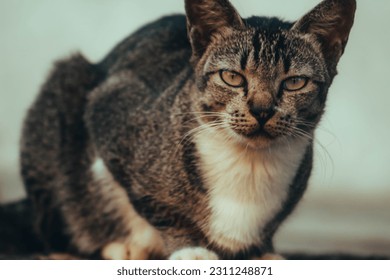 cute domestic cat being photographed in front of the house by a photographer - Shutterstock ID 2311248871