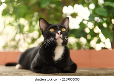 Cute Domestic Cat Crouching On The Floor Looking Up Birds, Bokeh Background, Blurry Green Trees