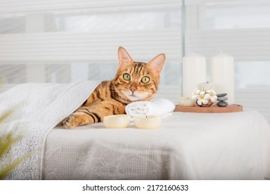 Cute domestic cat enjoys treatments at the spa. Body restoration. The concept of spa treatment - Powered by Shutterstock