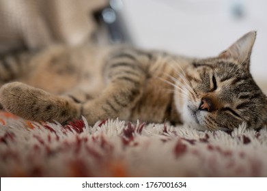 Chat Europeen High Res Stock Images Shutterstock