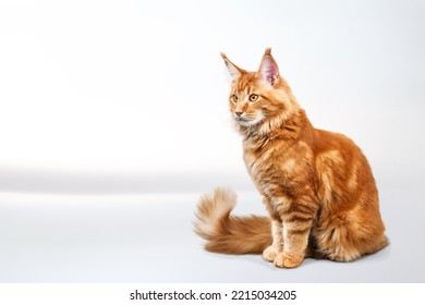 Cute Domestic Cat Posing On Background