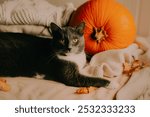 A cute domestic cat is relaxing on the bed, surrounded by a pile of white wool sweaters, some dried autumn leaves and a large ripe pumpkin. The cat is getting ready for Halloween.