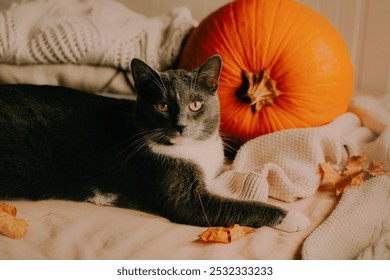 A cute domestic cat is relaxing on the bed, surrounded by a pile of white wool sweaters, some dried autumn leaves and a large ripe pumpkin. The cat is getting ready for Halloween. - Powered by Shutterstock