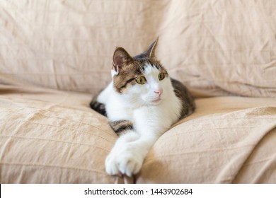 A cute domestic cat is resting on the sofa in the living room - Shutterstock ID 1443902684