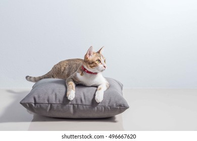 Cute Domestic Cat Sit On A Pillow