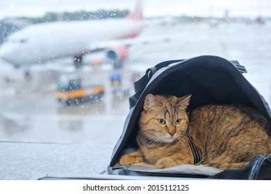 A cute domestic cat sits in a carrier bag on a windowsill in an airport on the background of an airplane.