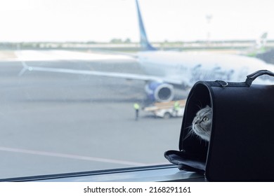 A cute domestic cat sits in a carrier bag on a windowsill in an airport on the background of an airplane. The concept of traveling with pets by plane.