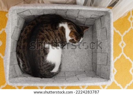 Cute domestic cat sleeps in cozy gray felt storage basket, fall or winter time. Top view, selective focus