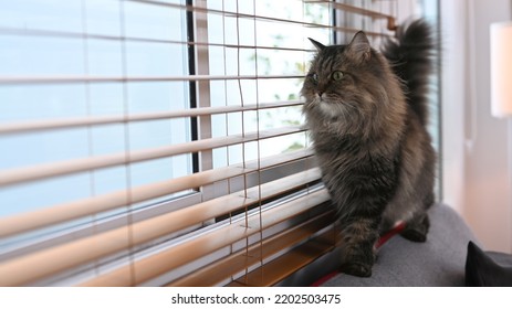 A Cute Domestic Cat Standing On Couch Near The Window Blinds. Domestic Life Animals Concept