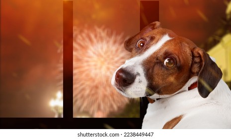 Cute domestic dog looking on the fireworks