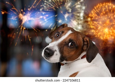 Cute domestic dog looking on the fireworks