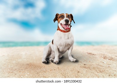 Cute domestic dog on the sand on the sea side