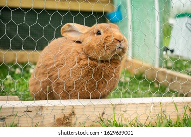 A cute domestic furry rabbit in a cage during daytime - Shutterstock ID 1629639001