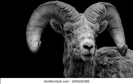 Cute Domestic Goat Face With A Big Horn 