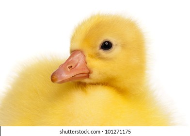 Cute domestic gosling isolated on white background - Powered by Shutterstock