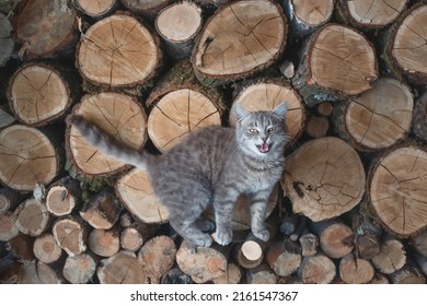 Cute domestic gray cat on logs.Cat on stacked wood.Funny kitten on the background of a stack of wooden logs of pine firewood.The cat walks on logs, the life of cats in the village.Funny animals.