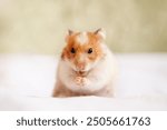 Cute domestic hamster eats, close-up. Banner layout for veterinary clinics, pet stores, hamster nutrition, copy space