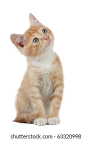 Cute domestic kitten looking up, white background