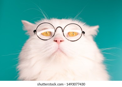 Chat Drole Images Stock Photos Vectors Shutterstock