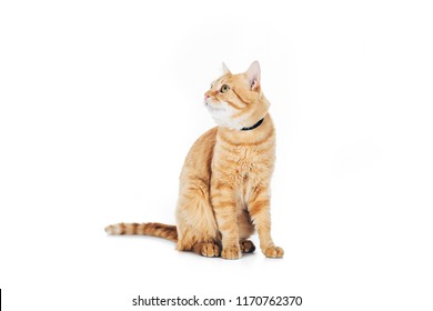 cute domestic tabby cat with collar looking up isolated on white