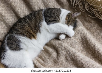 Cute Domestic Young Cat Sleeping In Cozy Bed, Covering Eyes And Nose With Paw