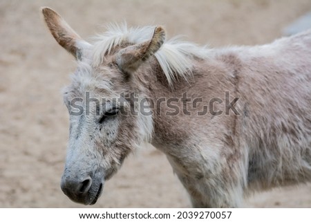 Cute donkey. Close-up view of a cute grey donkey. Funny donkey. White donkey. Selective Focus.