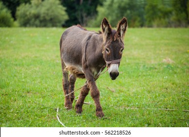 Cute Donkey On A Green Meadow
